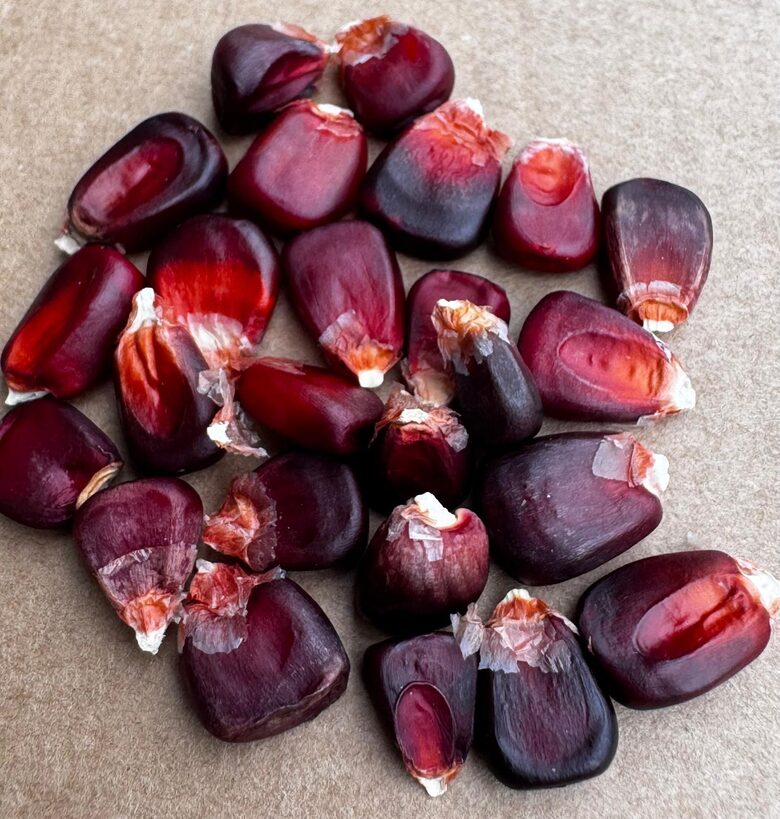 Kukurūza "Bloody Butcher" 5 sēklas